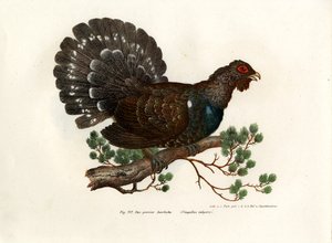 Wood Grouse, 1864 av German School